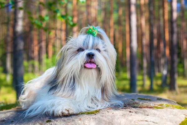 Shih-tzu hund — Stockfoto