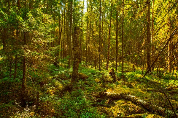 Дикий ліс — стокове фото
