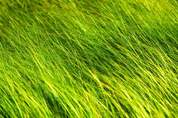 Herbe sauvage dans la forêt — Photo