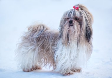 Shih tzu köpek