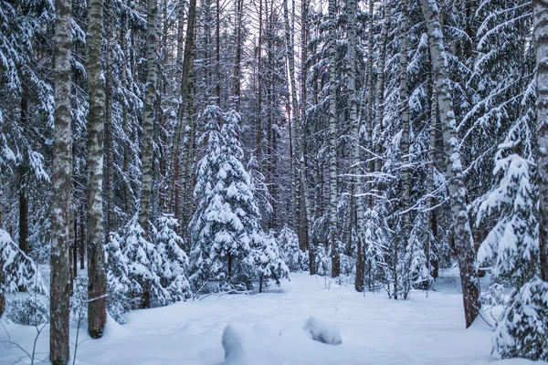 Vinterskog — Stockfoto