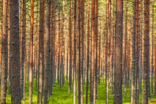 Borovicový les — Stock fotografie