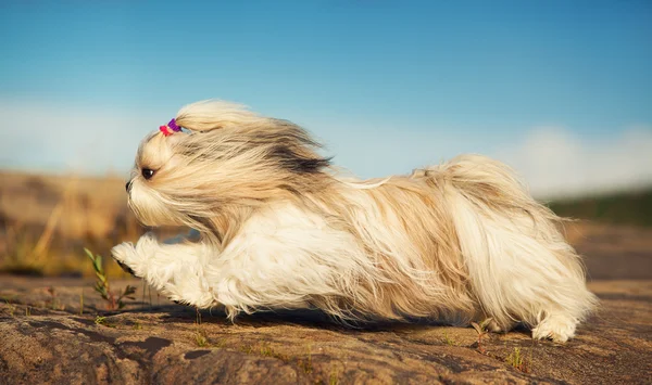 Shih tzu σκύλος — Φωτογραφία Αρχείου