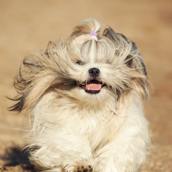 Pies shih tzu — Zdjęcie stockowe