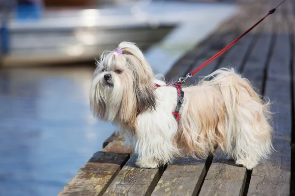 Shih-tzu σκύλος — Φωτογραφία Αρχείου