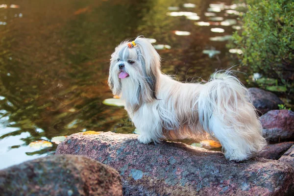 Shih-tzu cão — Fotografia de Stock