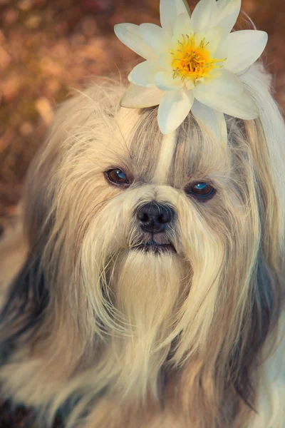 Pies shih tzu — Zdjęcie stockowe