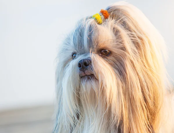 สุนัขชิซุ — ภาพถ่ายสต็อก