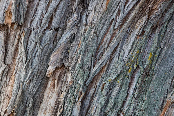 Textura da casca de madeira — Fotografia de Stock