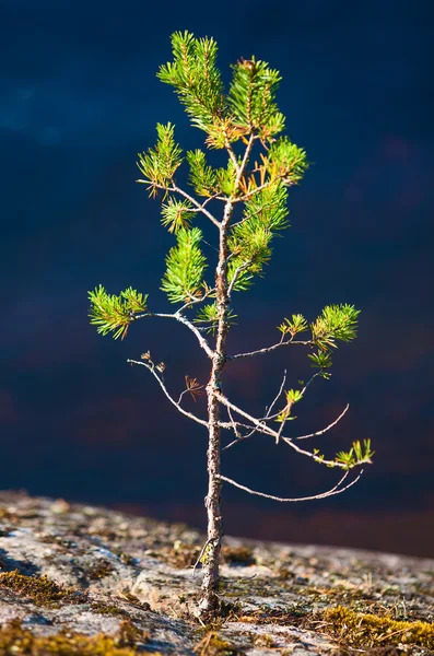 Kleine pine — Stockfoto
