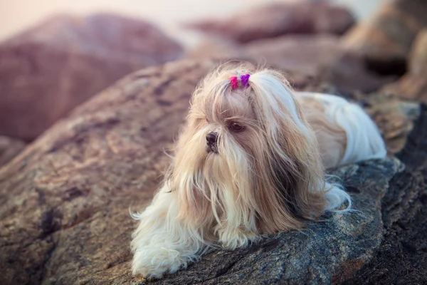 Shih-tzu kutya — Stock Fotó