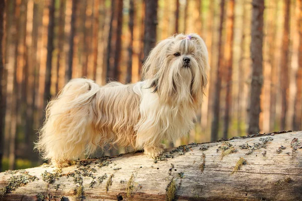 Shih-tzu Hund — Stockfoto