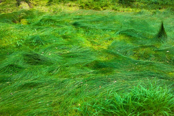 Дика трава — стокове фото