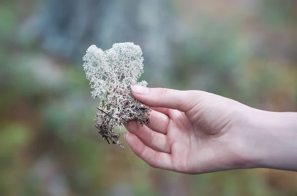 Woman holding lichen — Stockfoto