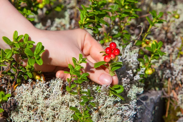 Picking mushroom — Stock Photo, Image