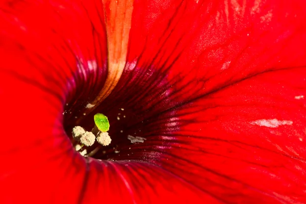 붉은 꽃을 가까이 서 본 모습 — 스톡 사진