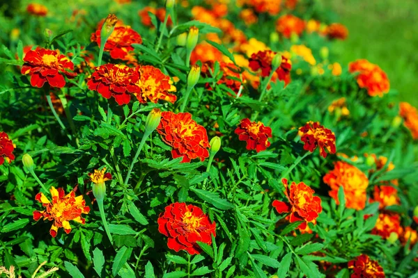 Marigolds λουλούδια — Φωτογραφία Αρχείου