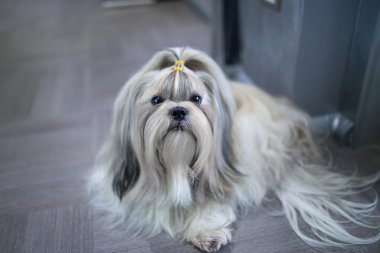 Shih tzu köpek