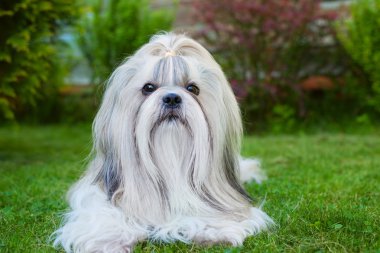 Shih tzu köpek