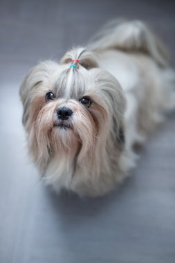 Shih tzu köpek