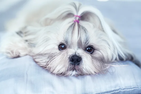 Pies shih tzu — Zdjęcie stockowe