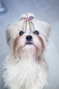 Shih tzu köpek portre