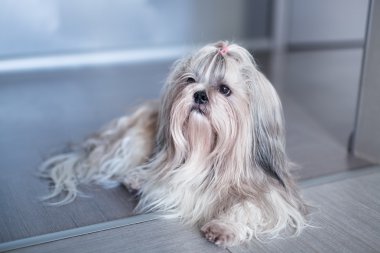 Shih tzu köpek