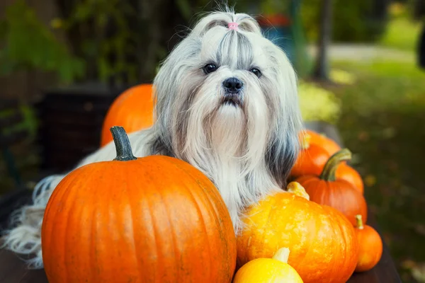 Shih tzu kutya — Stock Fotó