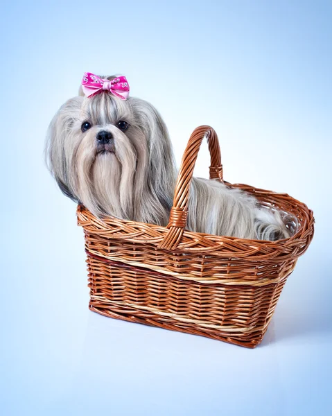 Słodkie shih tzu pies — Zdjęcie stockowe