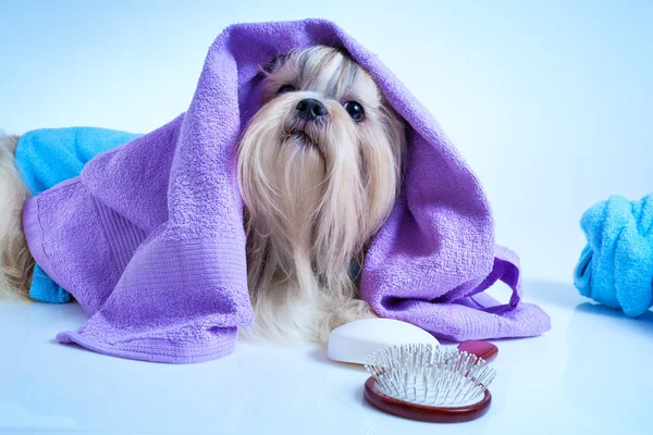 Shih tzu köpek yıkama sonrası — Stok fotoğraf