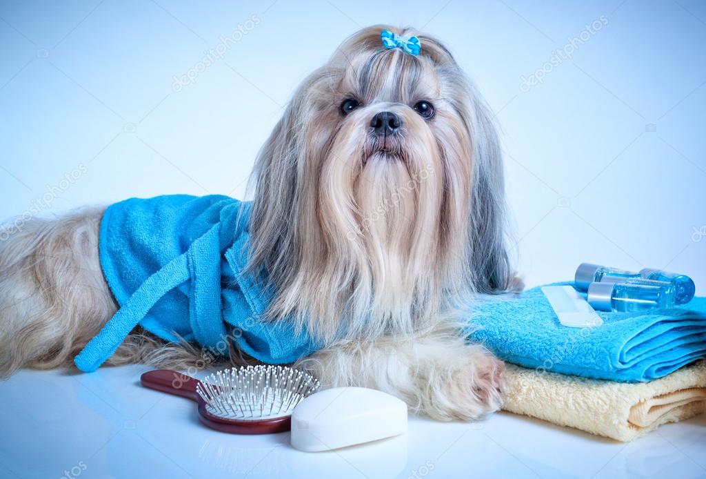 Shih tzu dog after washing — Stock Photo © chaoss #92286610