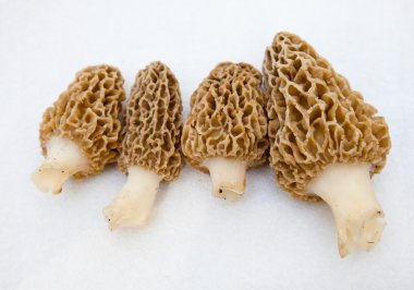Morchella morels sünger mantar