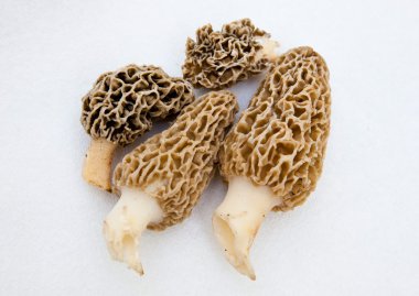 Morchella morels sünger mantar