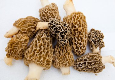 Morchella morels sünger mantar