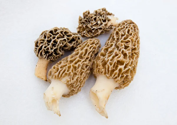 Morchella Morels & ge Mushrooms Лицензионные Стоковые Изображения