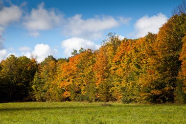 Cape Croker Woodside sonbahar sonbahar Orman ağaçları
