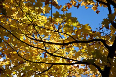 Sarı akçaağaç yaprakları sonbahar sonbahar Orman ağaçları