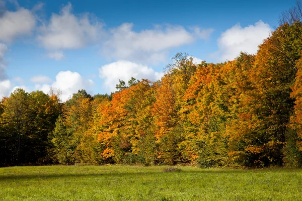 Cape Croker Woodside Autumn Fall Forest Trees — Stock Photo, Image