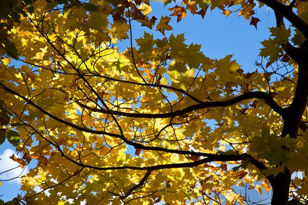 Herfst herfst bos bomen gele Maple Leafs — Stockfoto