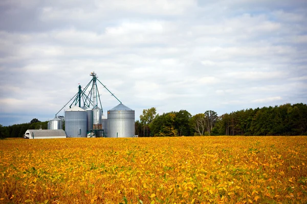 Farm silos storage towers in yellow crops — Stock Photo, Image