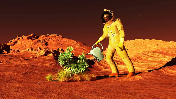 Plant on Mars — Stock Photo, Image