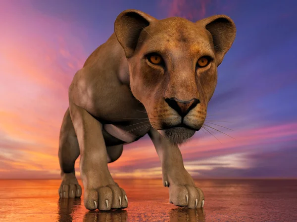 The image of a lioness — Stock Photo, Image