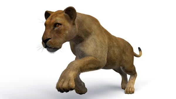 The image of a lioness — Stock Photo, Image