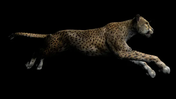 The image of a gepard — Stock Photo, Image