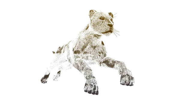 A imagem de um gepard — Fotografia de Stock