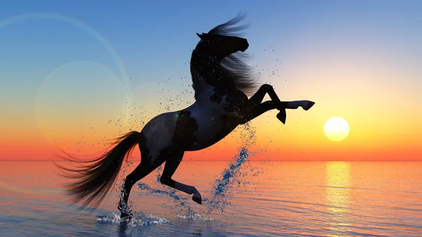 Bir gün batımı karşı at