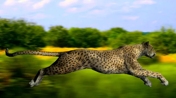Bilden av en gepard Royaltyfria Stockbilder