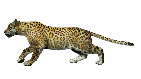 Leopard 3D illustration — Stock Photo, Image