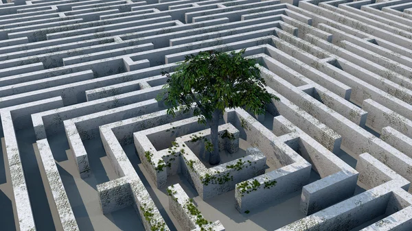 Tree in a labyrinth — Stock Photo, Image