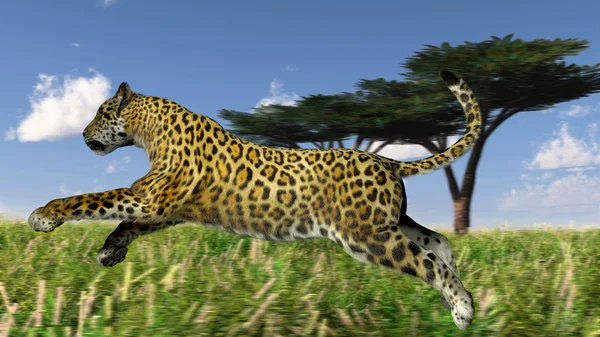 Running  the leopard — Stock Photo, Image